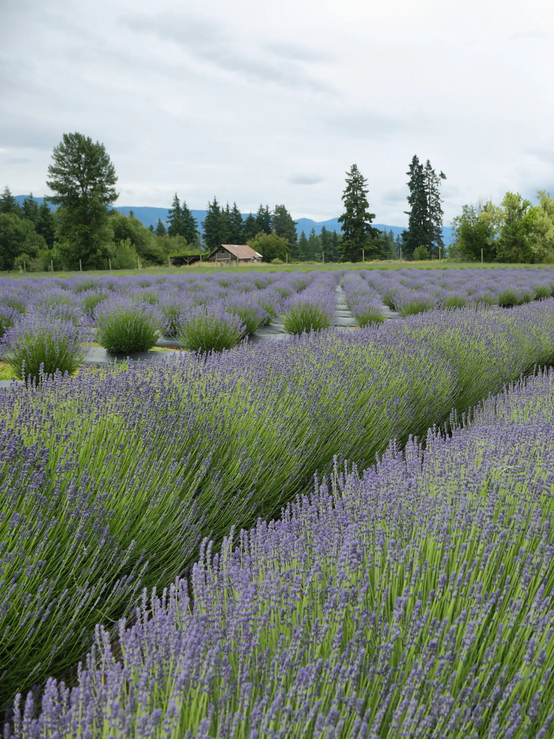 Why People Love Living in the Willamette Valley